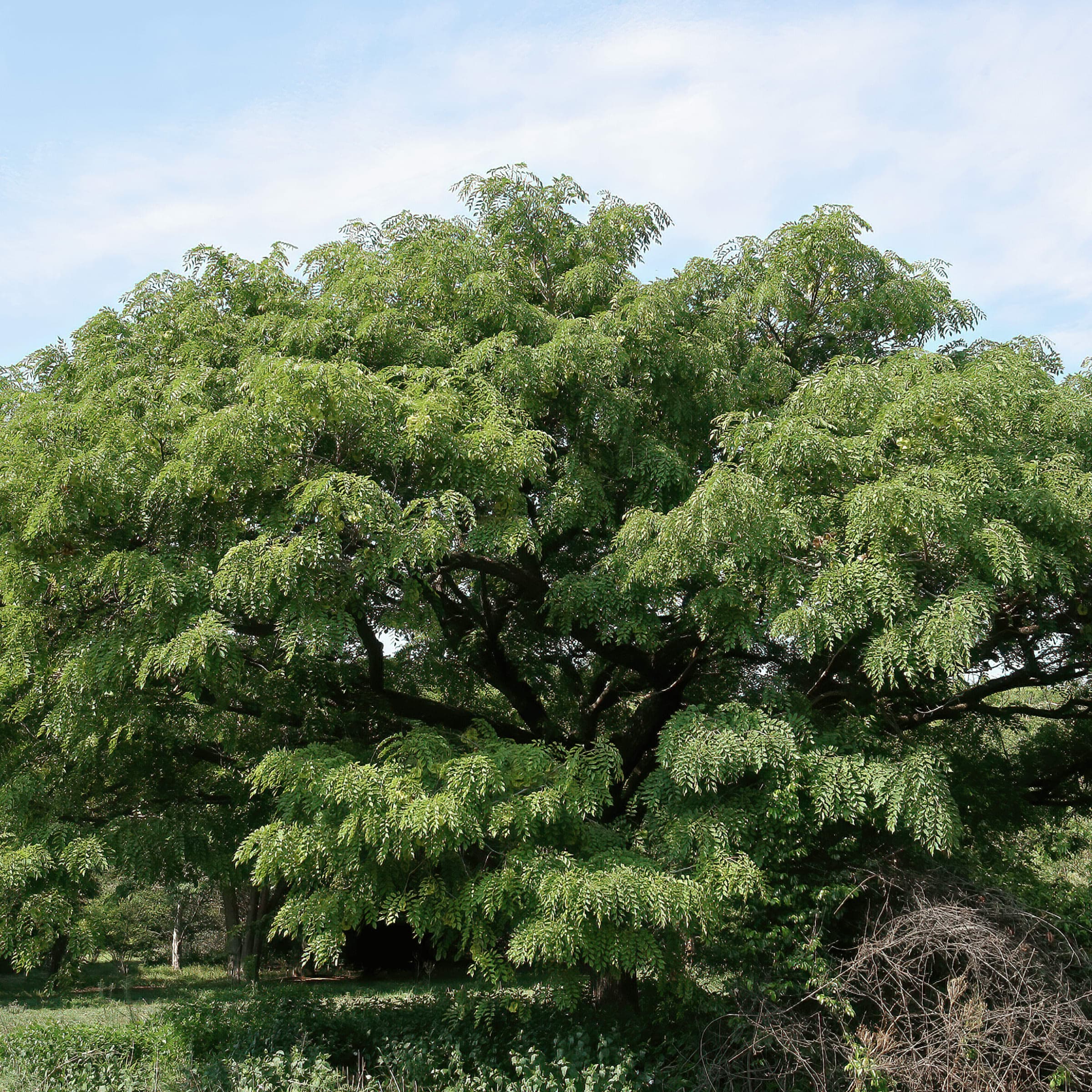 Mukwa wholesale seedlings