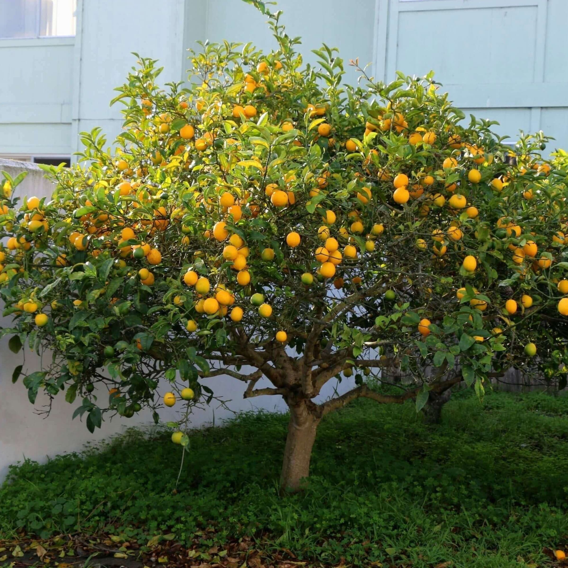 Lemon - Citrus × limon