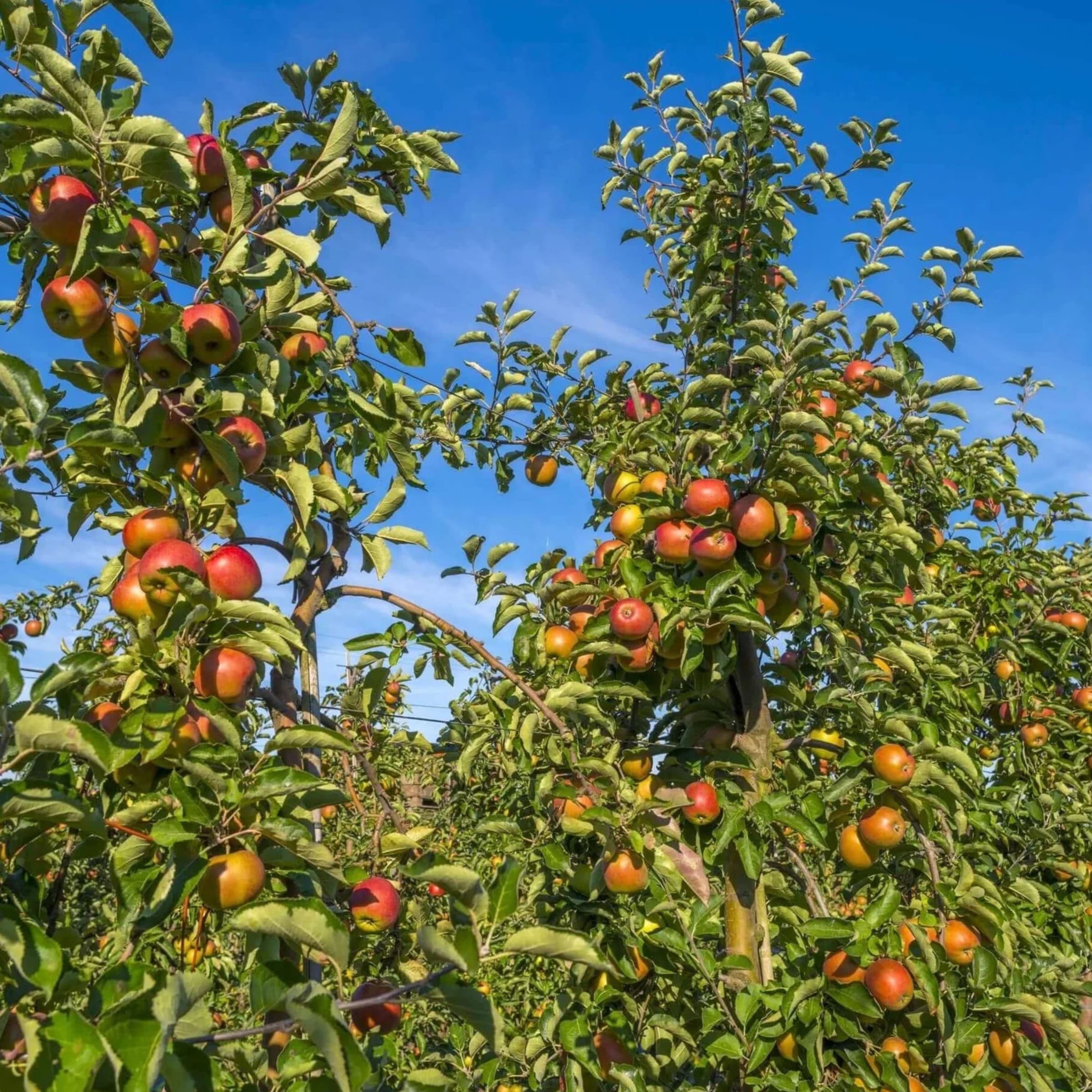 Apple - Malus domestica wholesale seedlings