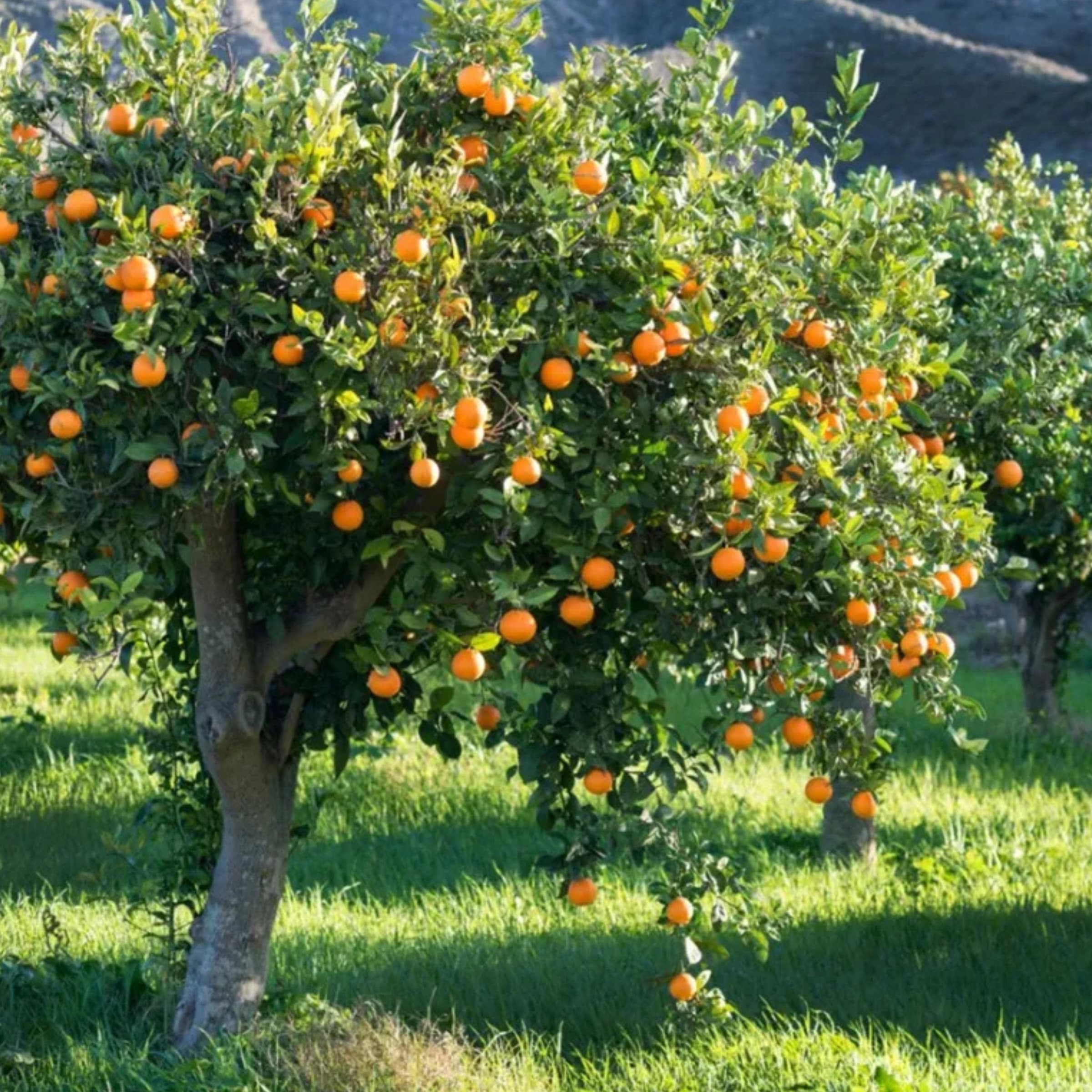 Orange - Citrus × sinensis wholesale seedlings