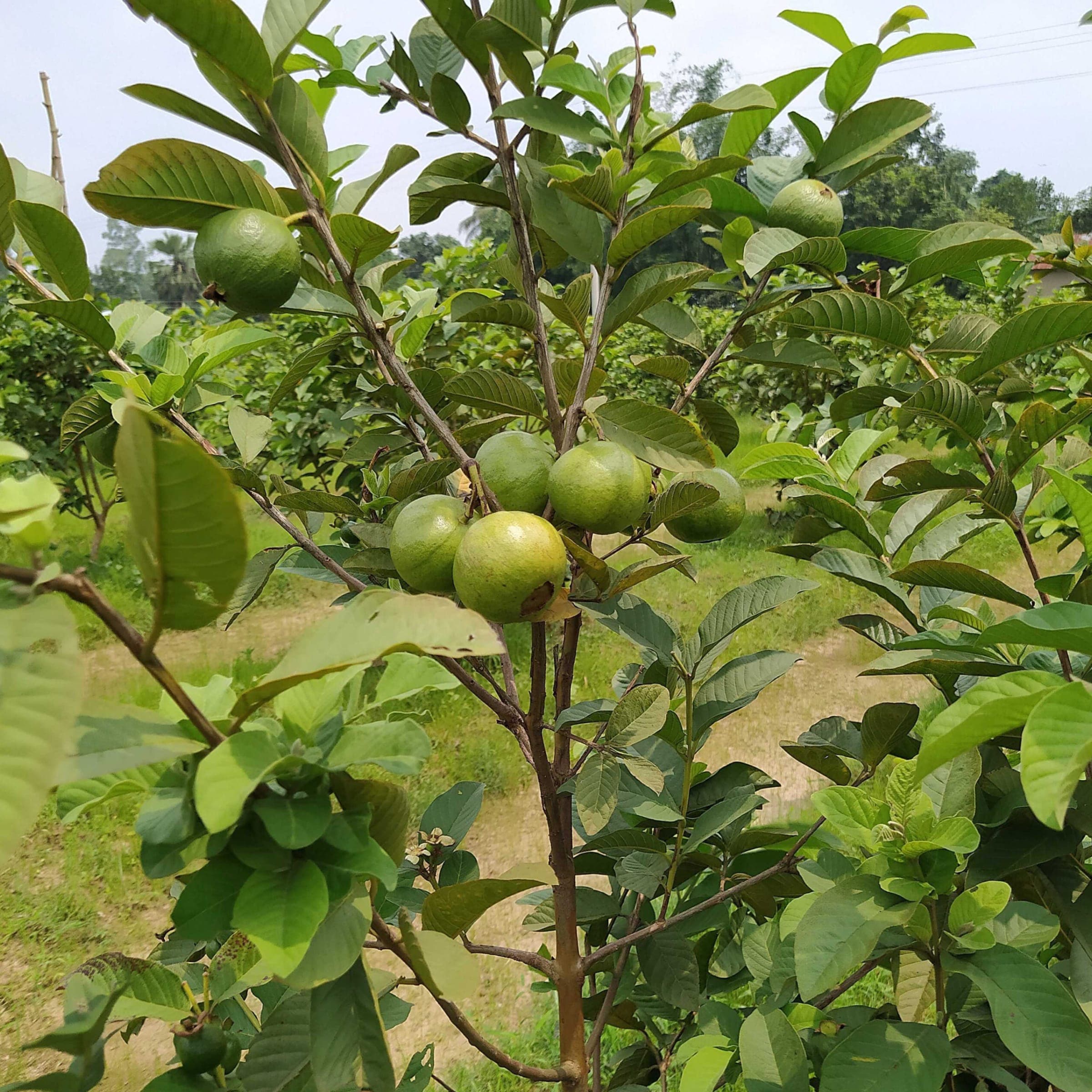 Guava - Psidium guajava