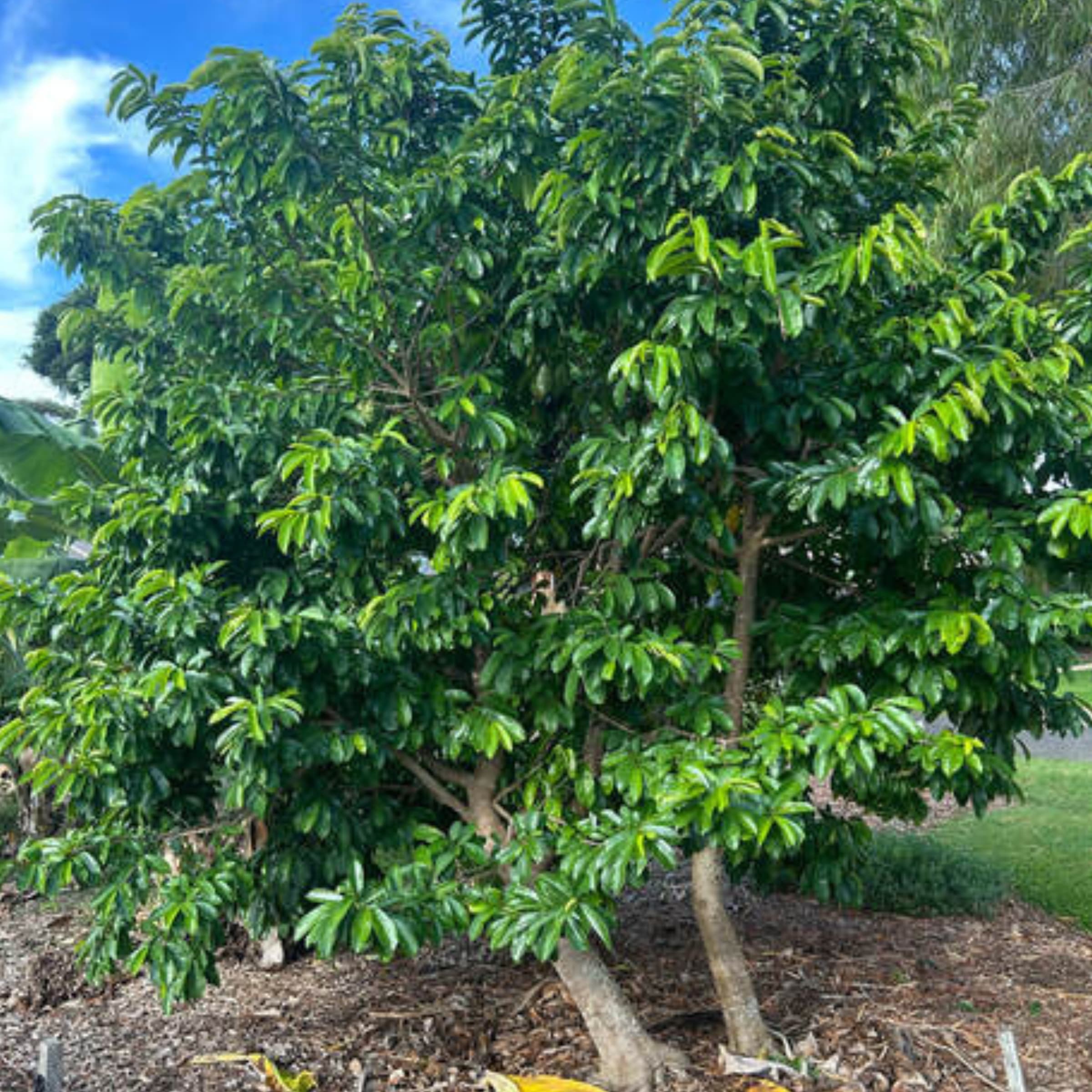Soursop (Tomoko) - Annona muricata