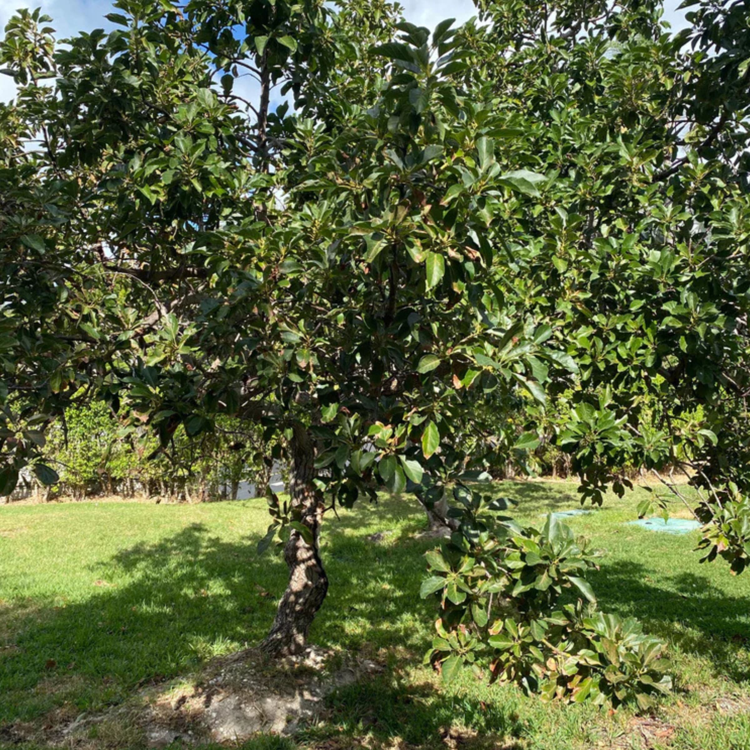 Avocado Tree