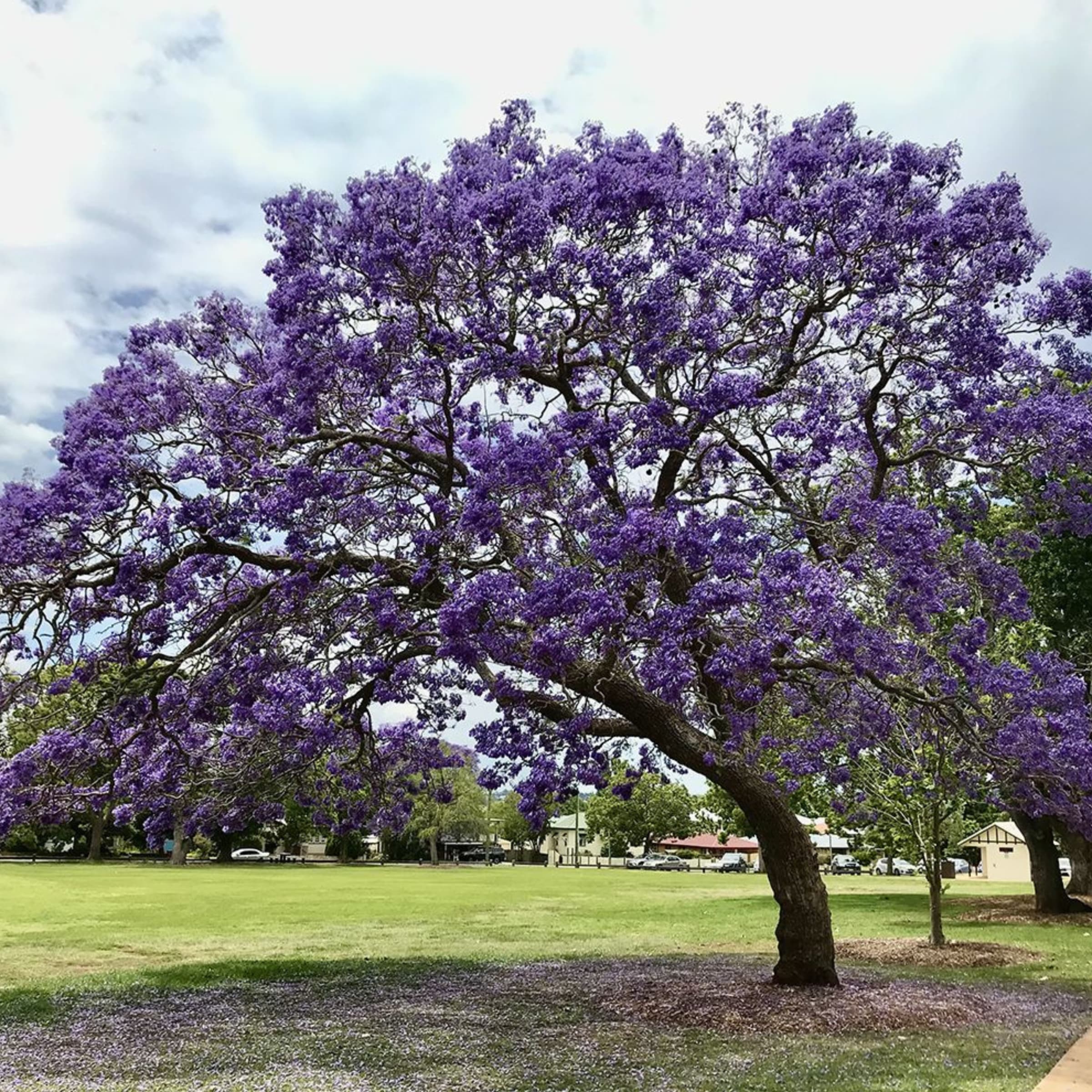 Jacaranda