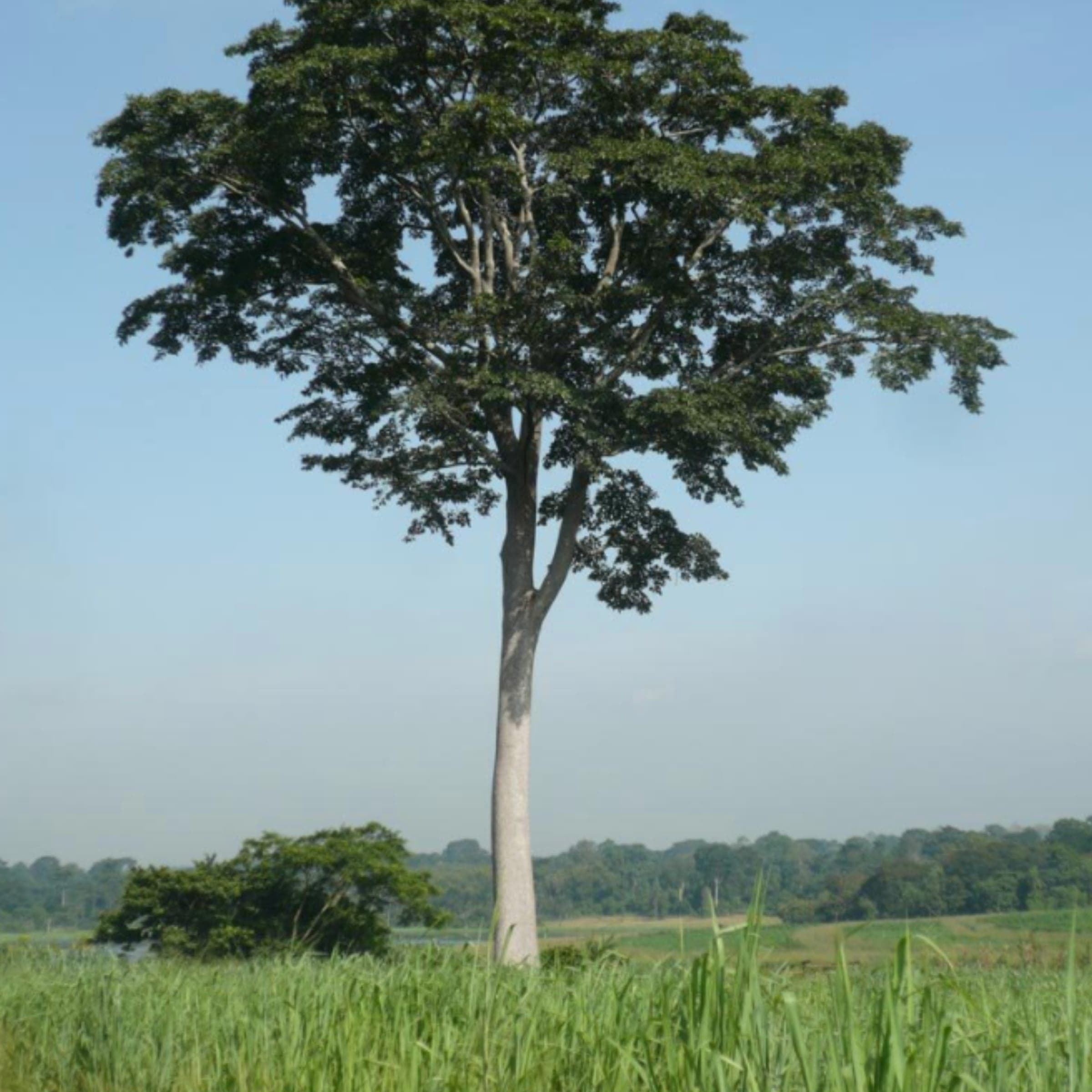 Mvule wholesale seedlings