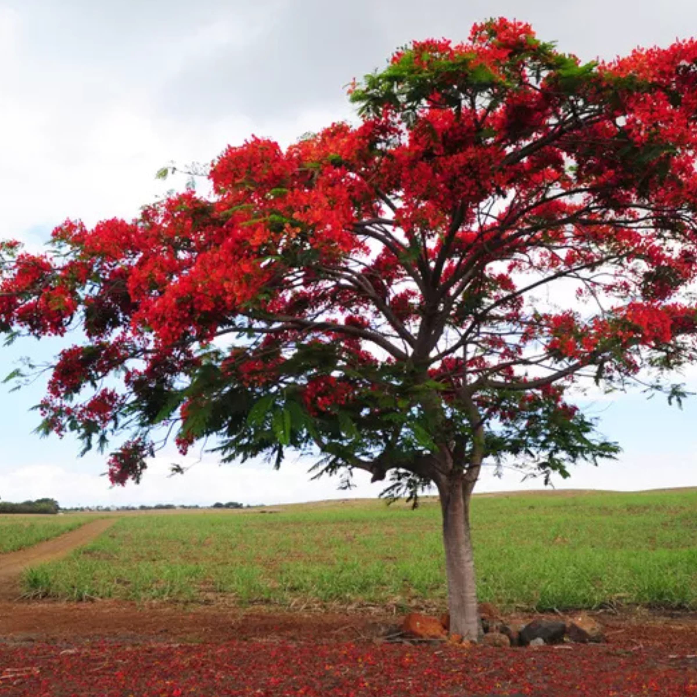 Flame Tree wholesale seedlings