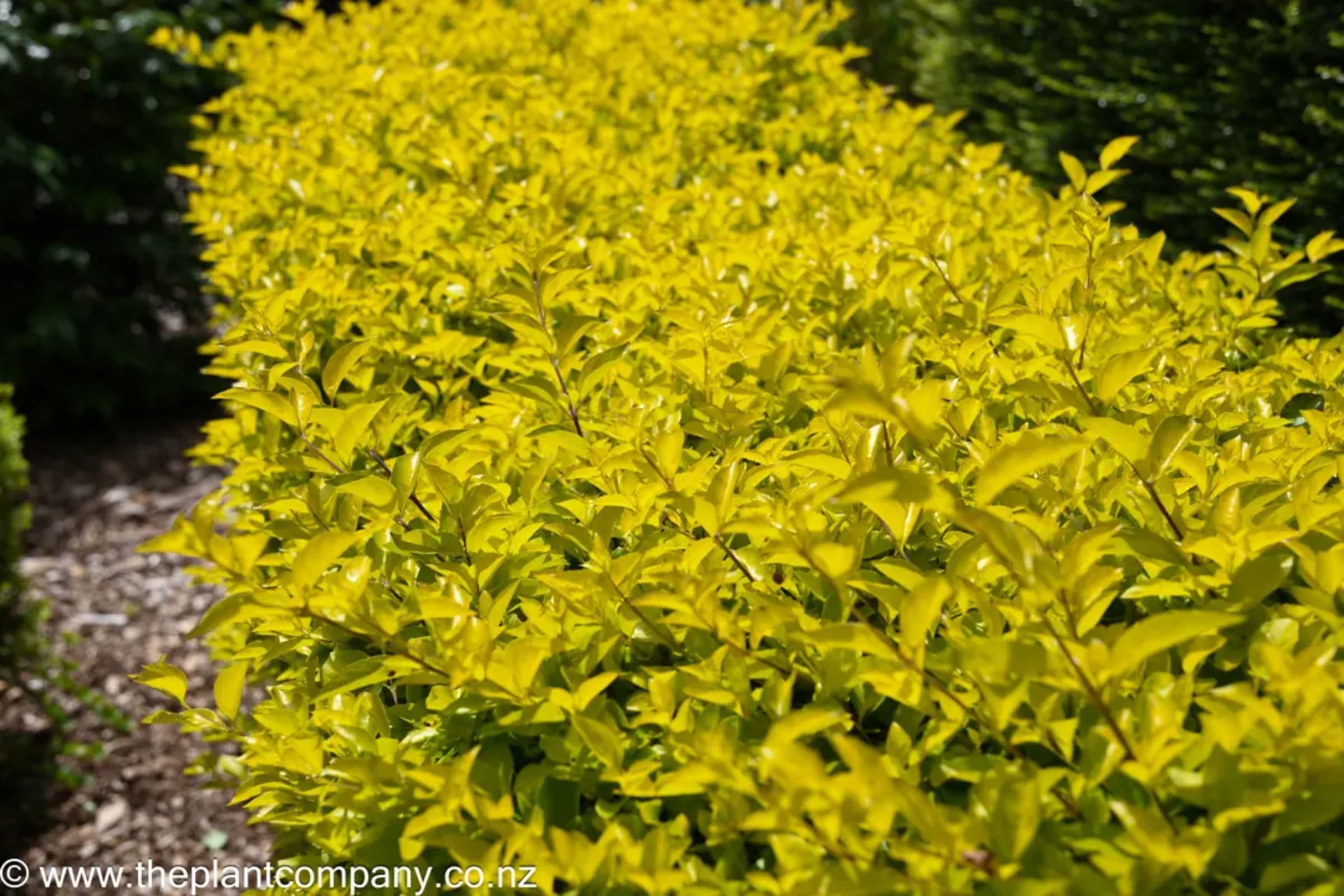 Yellow Duranta