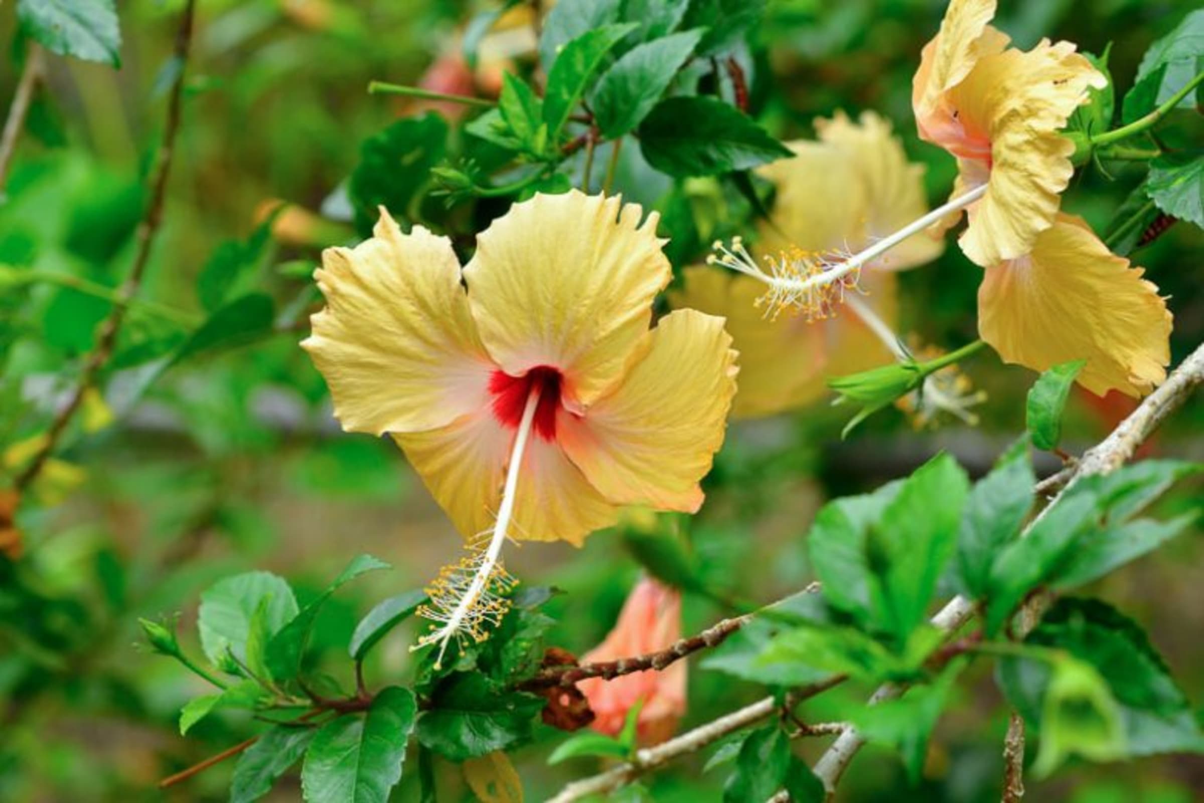 Tropical Hibiscus (Yellow) wholesale seedlings