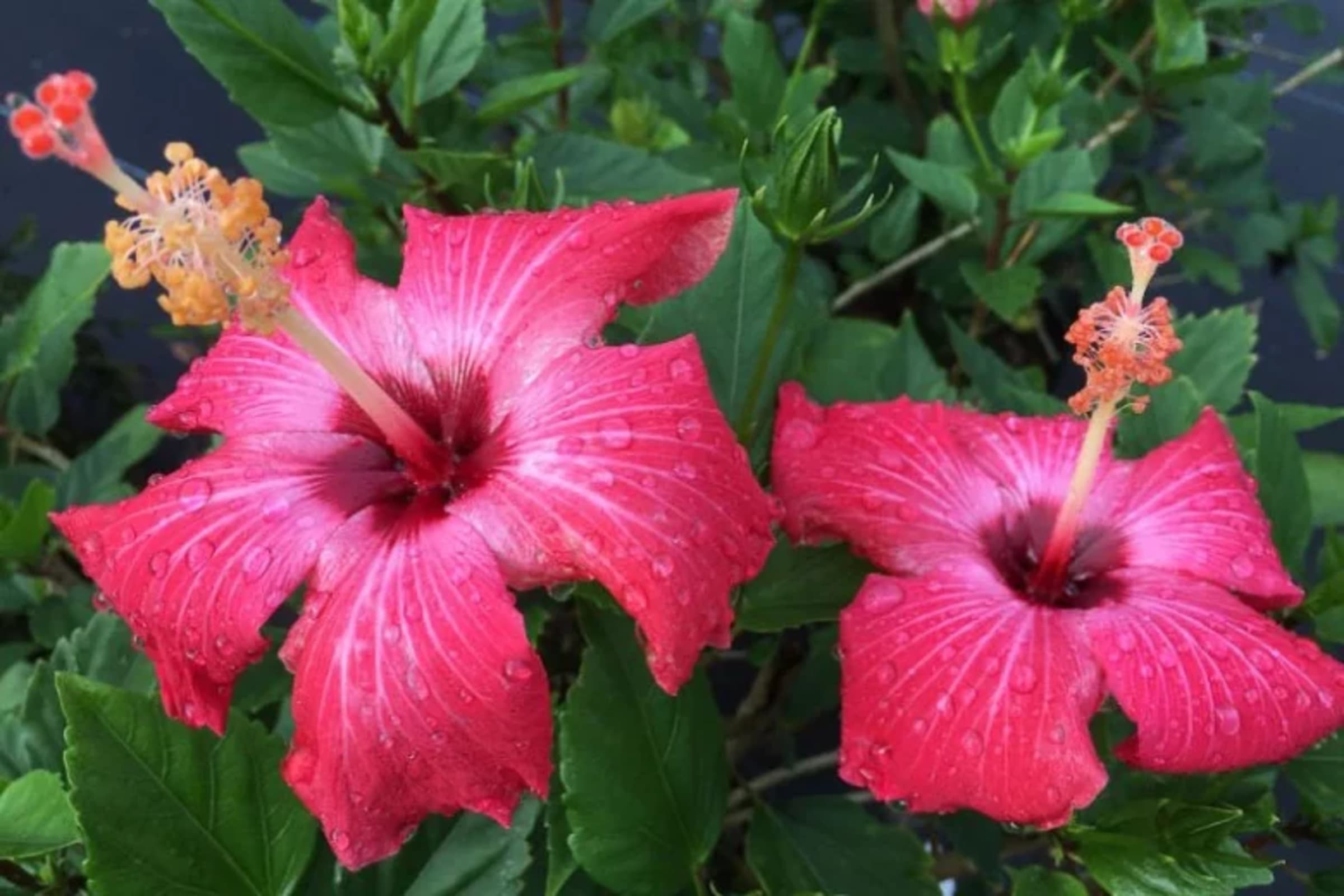 Tropical Hibiscus (Pink) wholesale seedlings