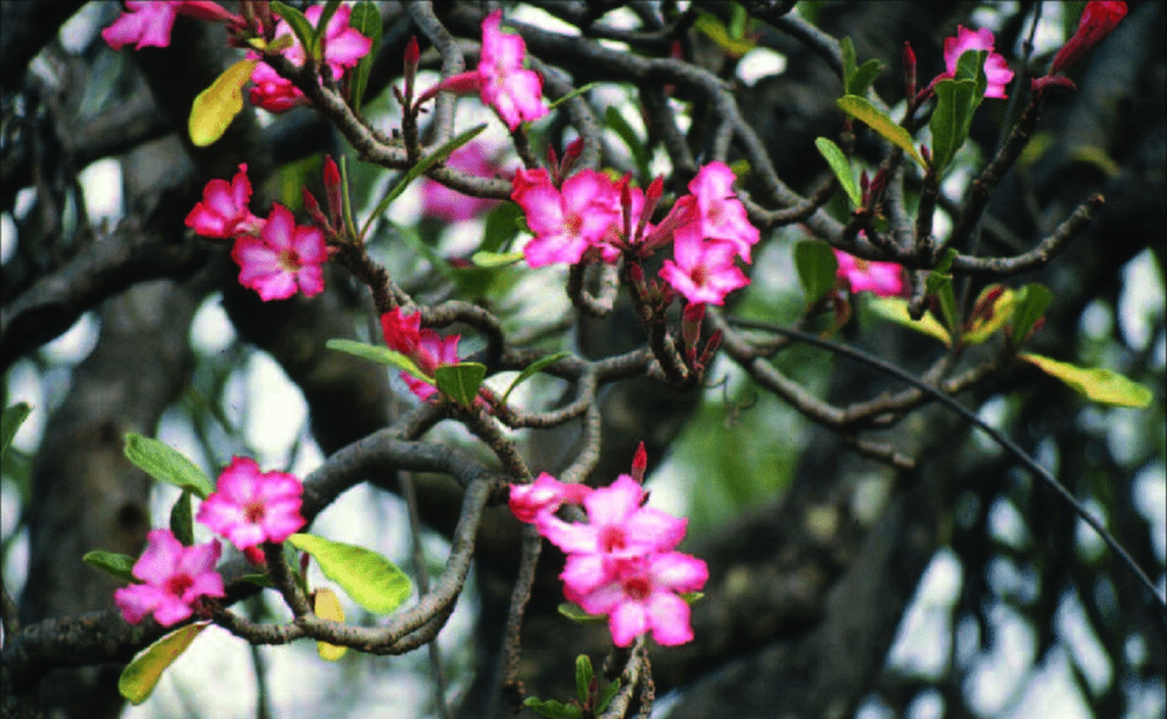Desert Rose (Rose) wholesale seedlings