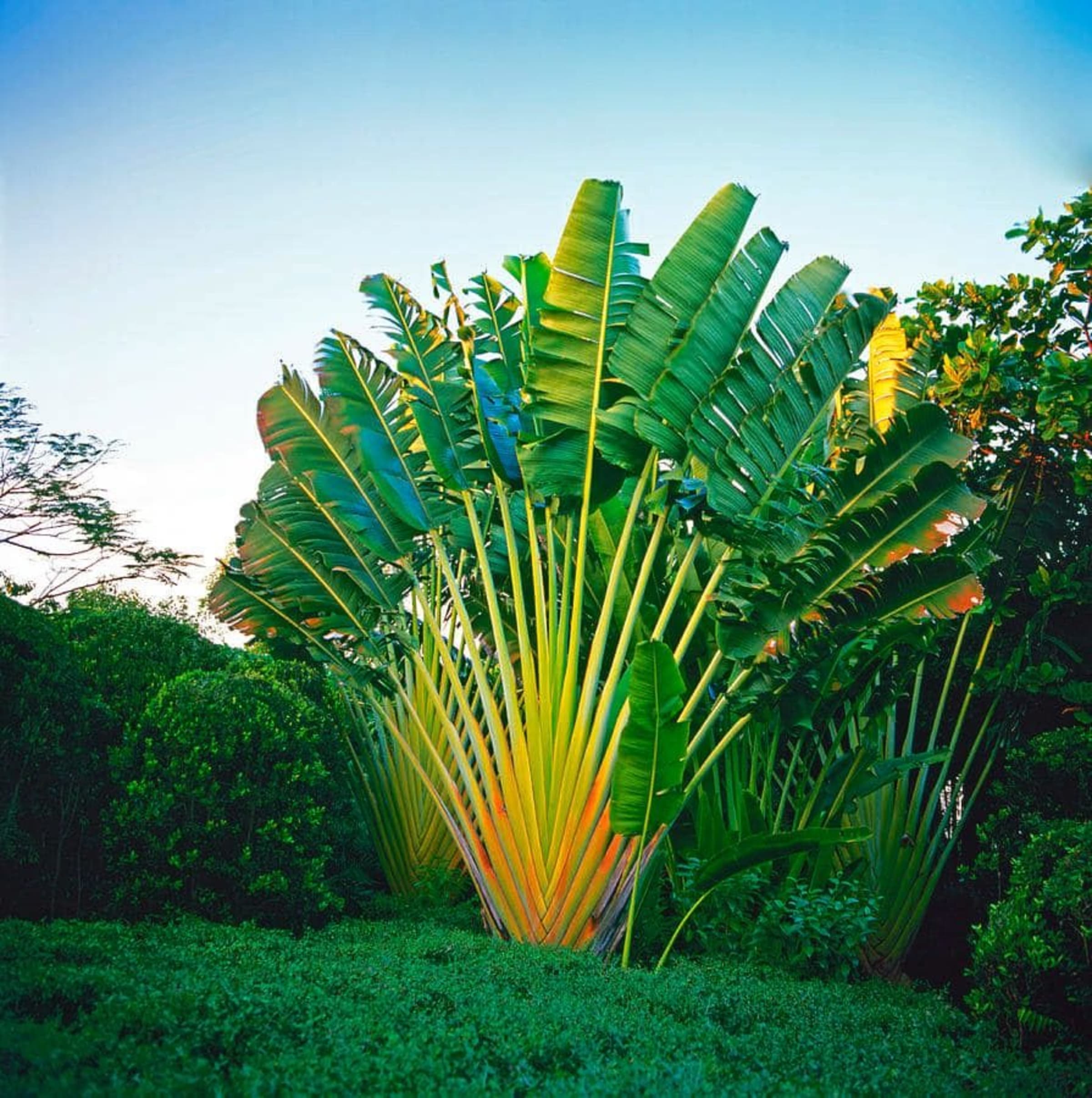 Traveller's Palm (Palm) wholesale seedlings
