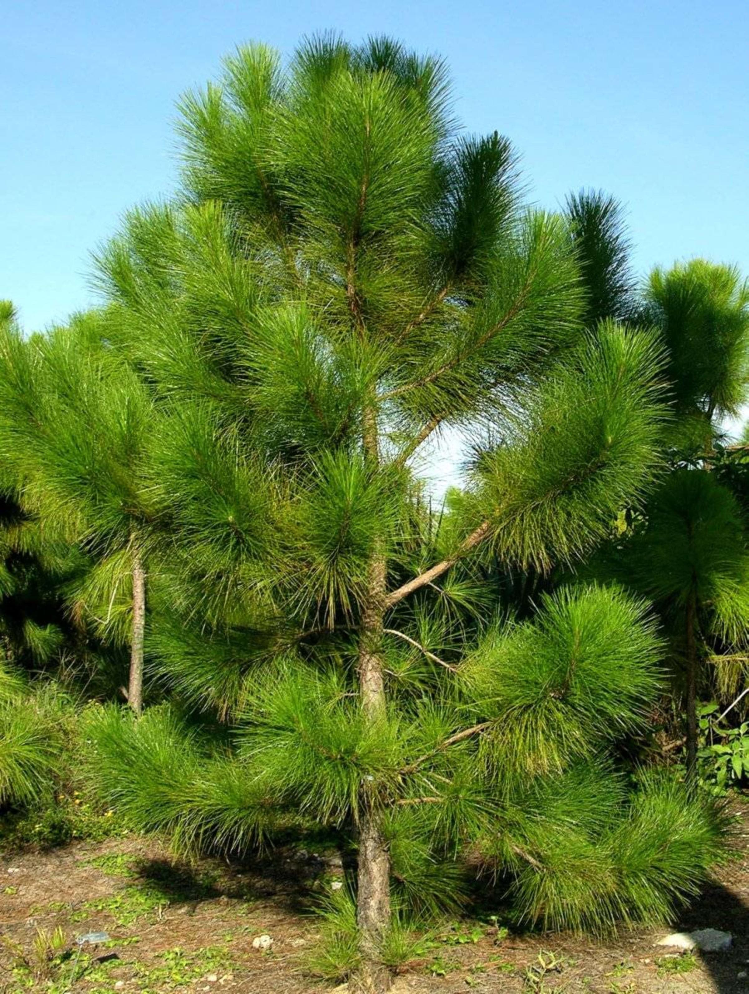 Mexican Weeping Pine (Muchinda nugu)