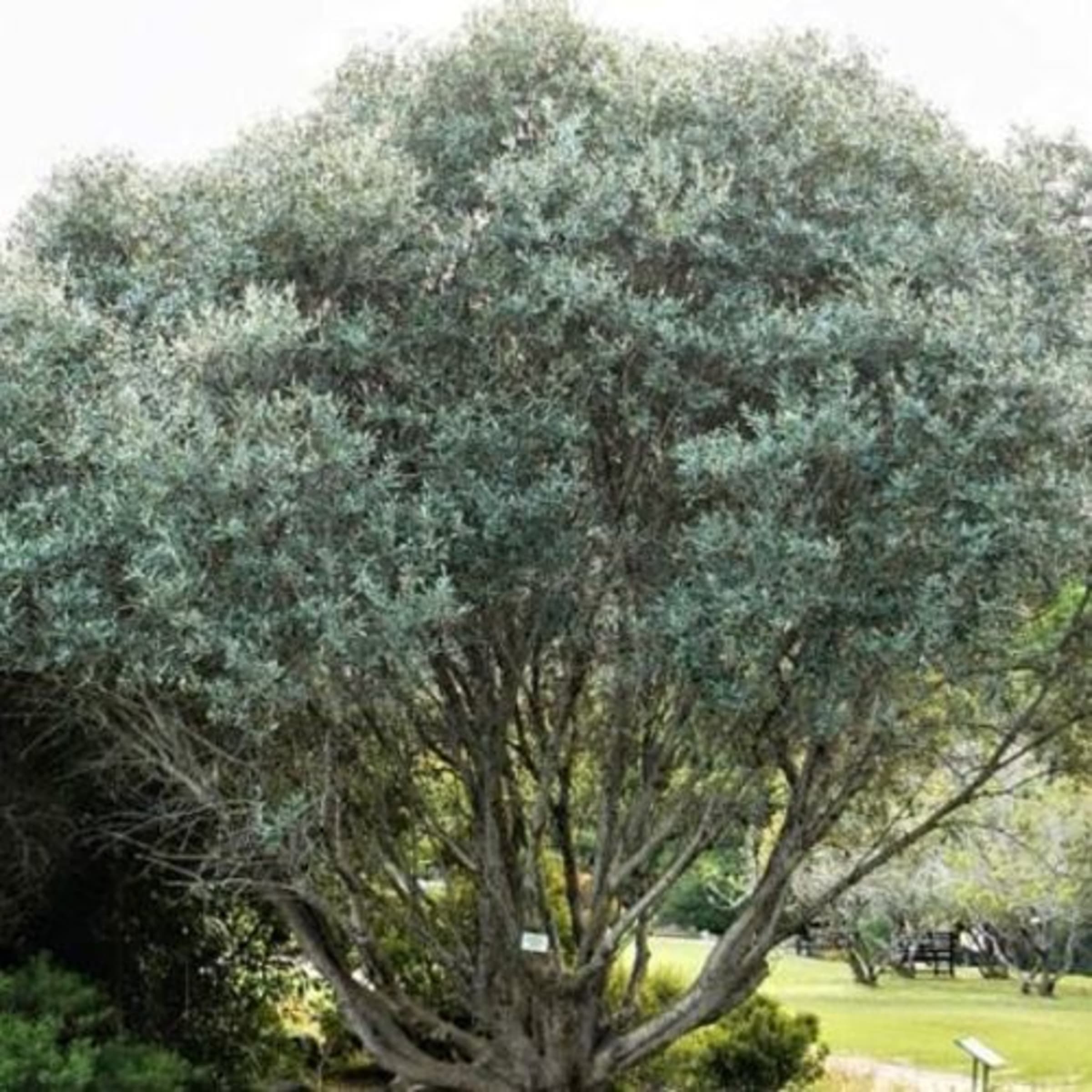 East African Olive (Mucharage)