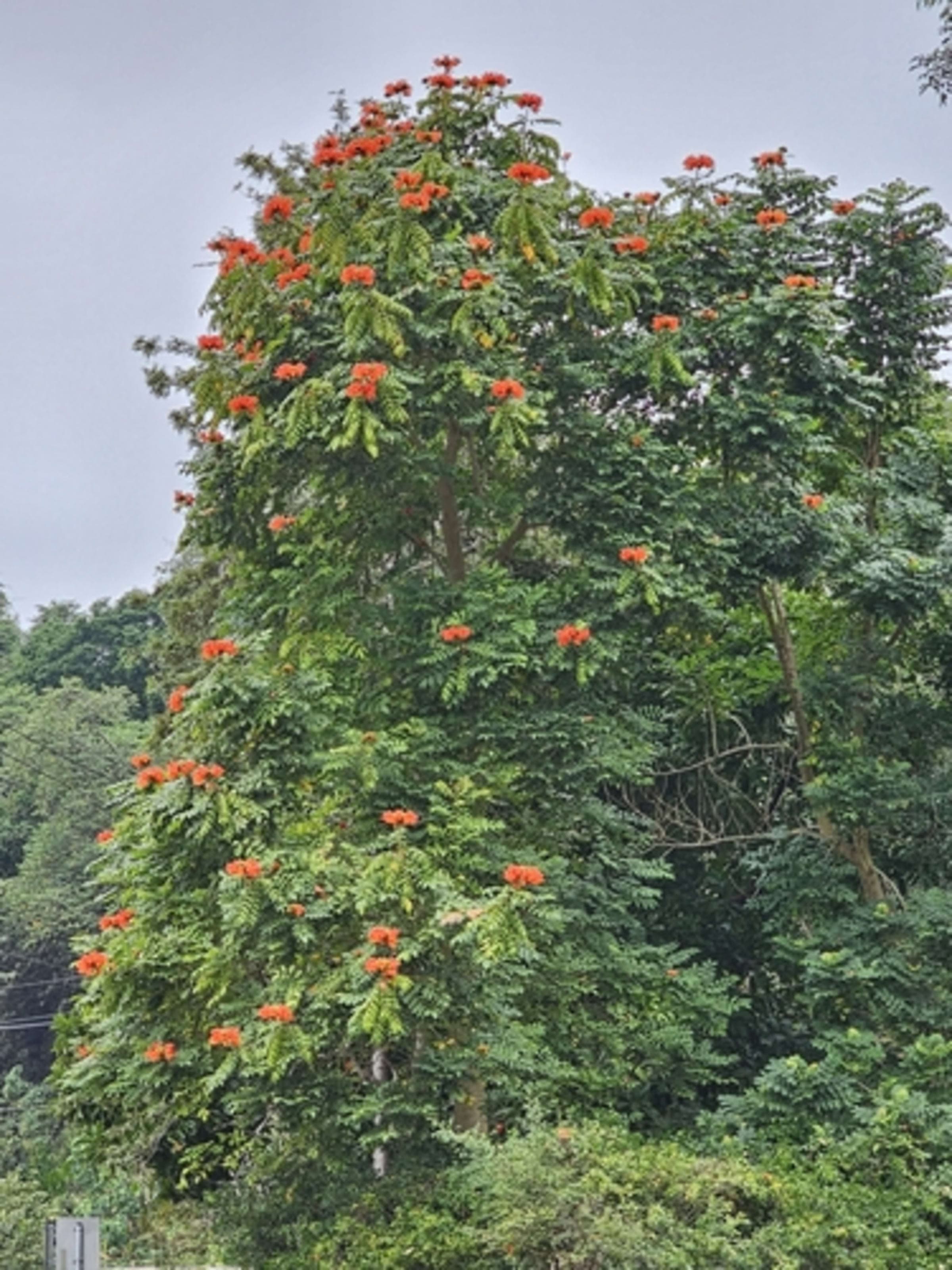 African Tulip Tree (Nandi Flame)