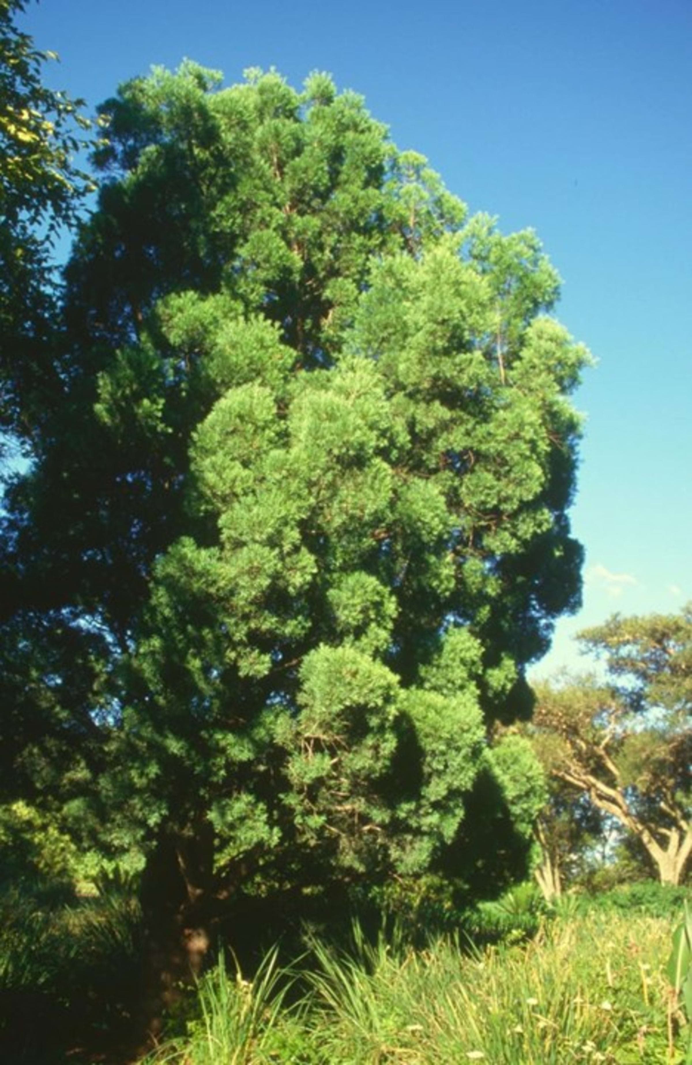 Yellowwood (Pondo)