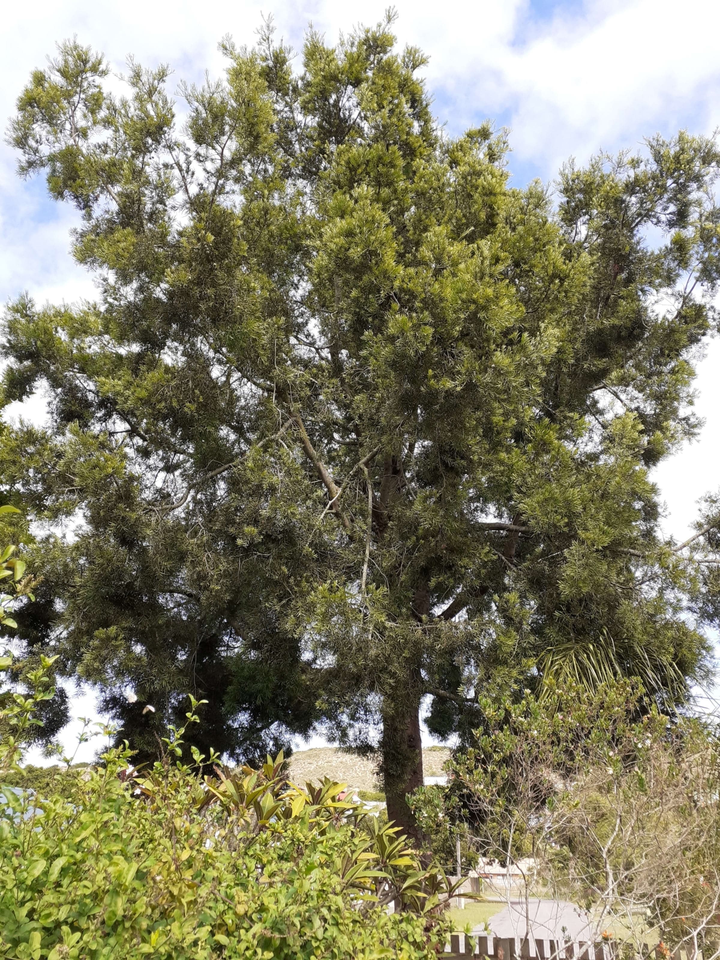 Outeniqua Yellowwood (Muthengera)