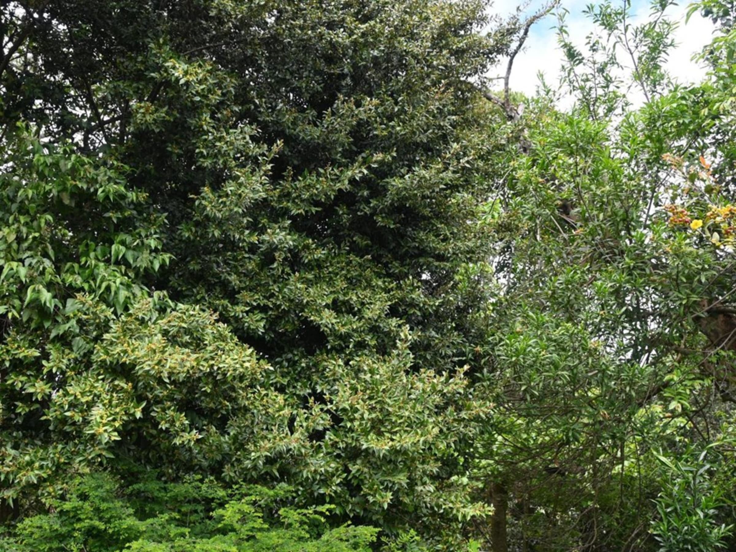 Brittle Wood (Mbarakira)