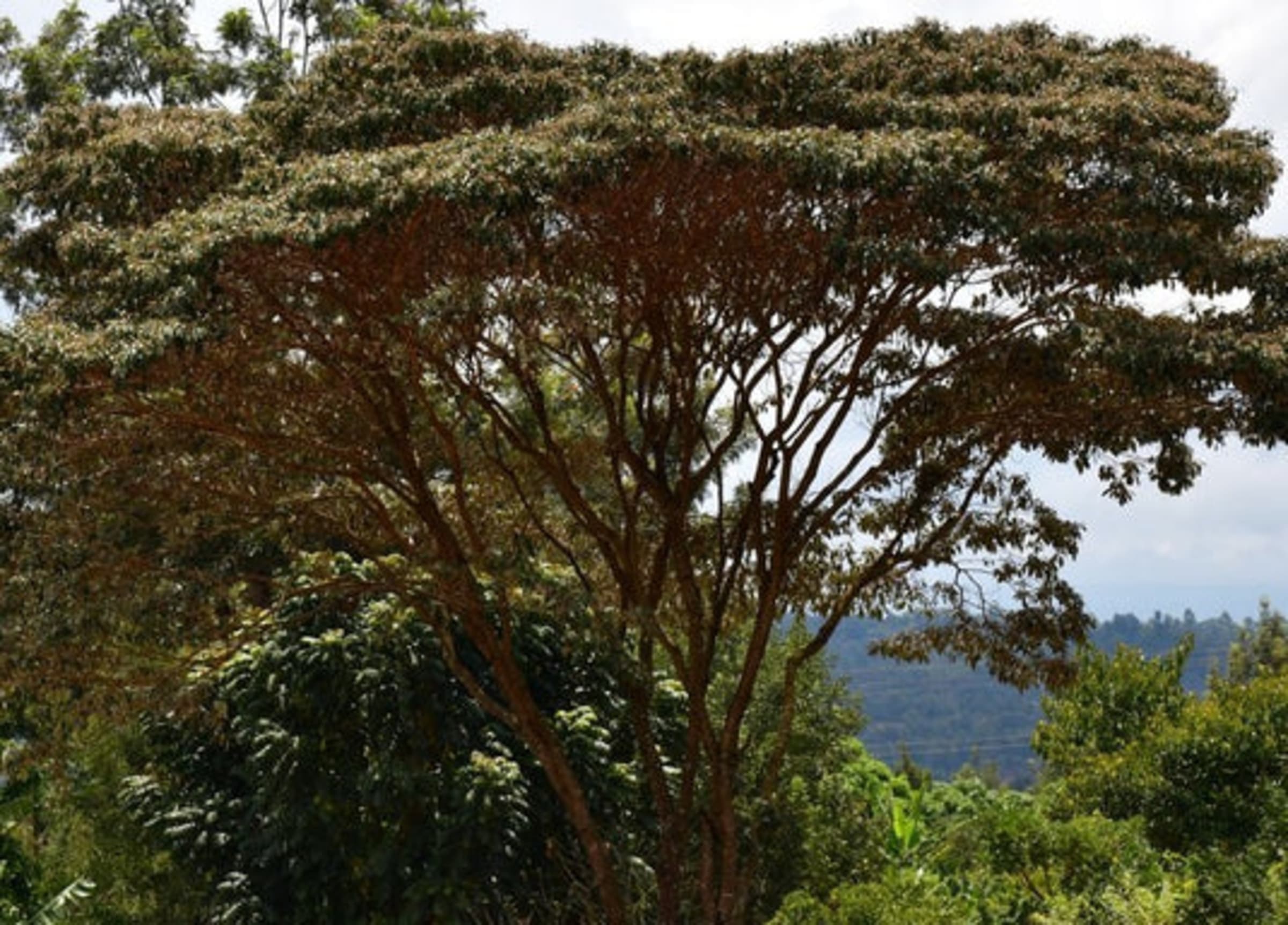 Deli Oil Tree (Mukinduri)