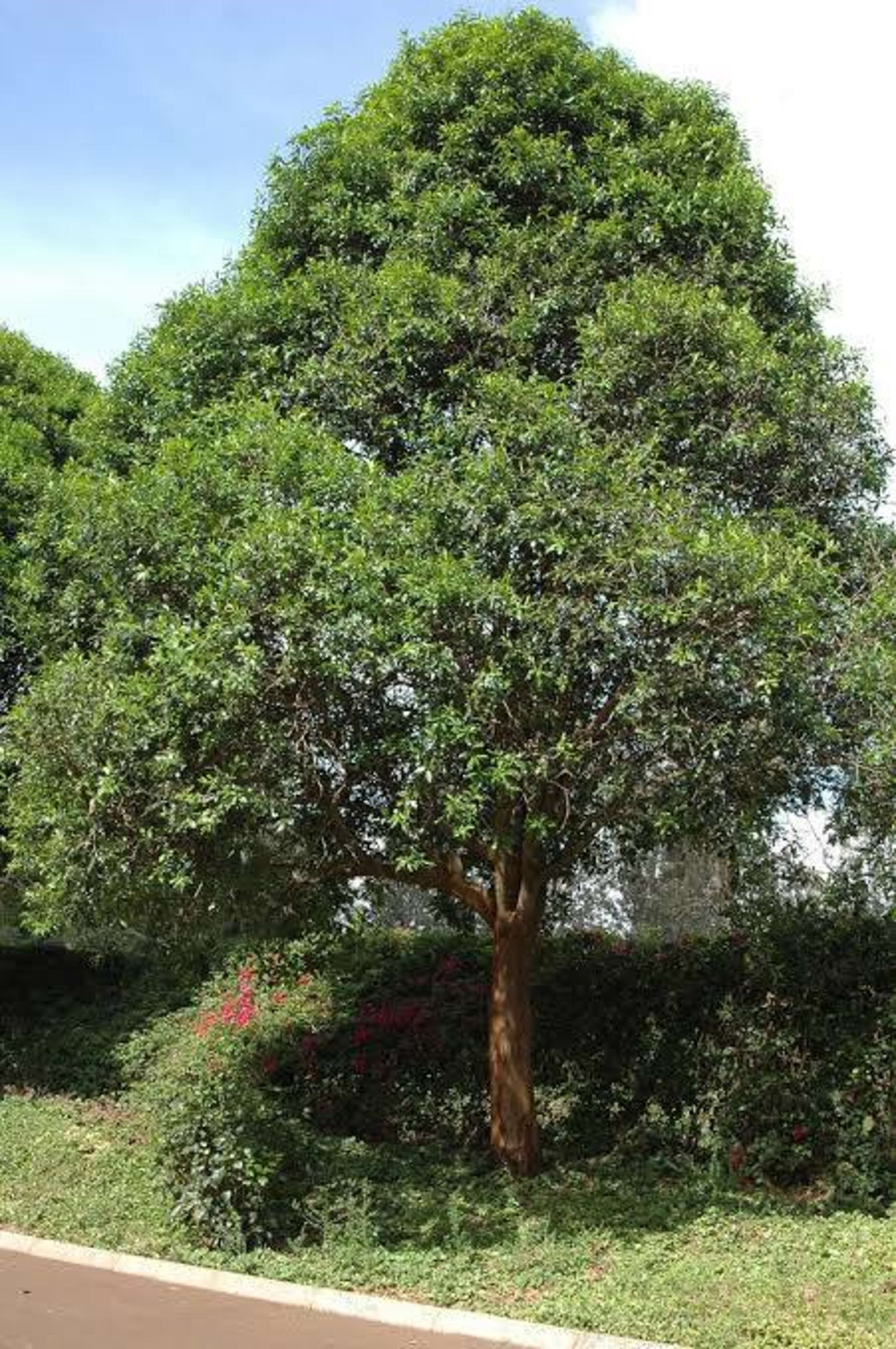 African Cherry (Muthiga)