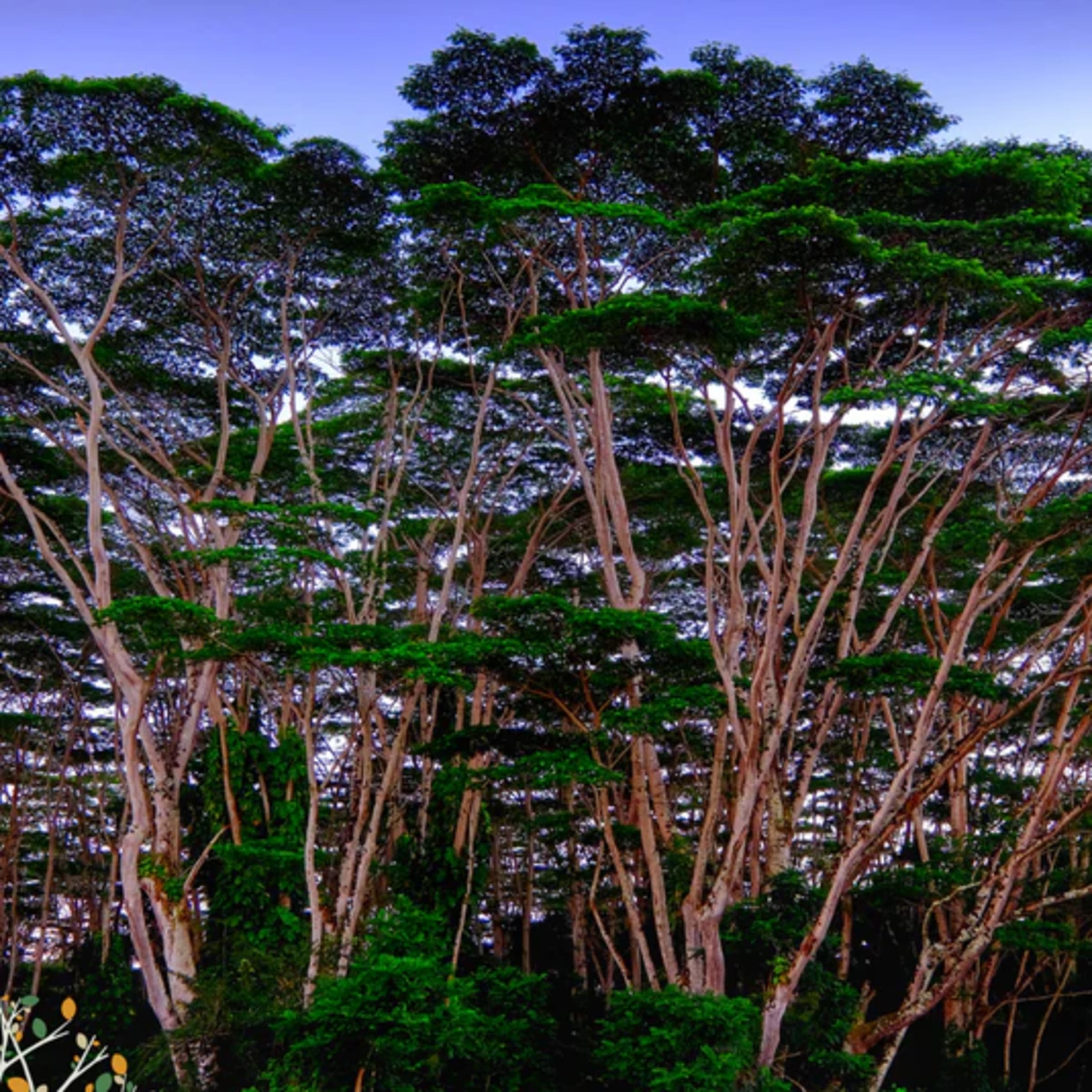 Peacock Flower (Mukurue)