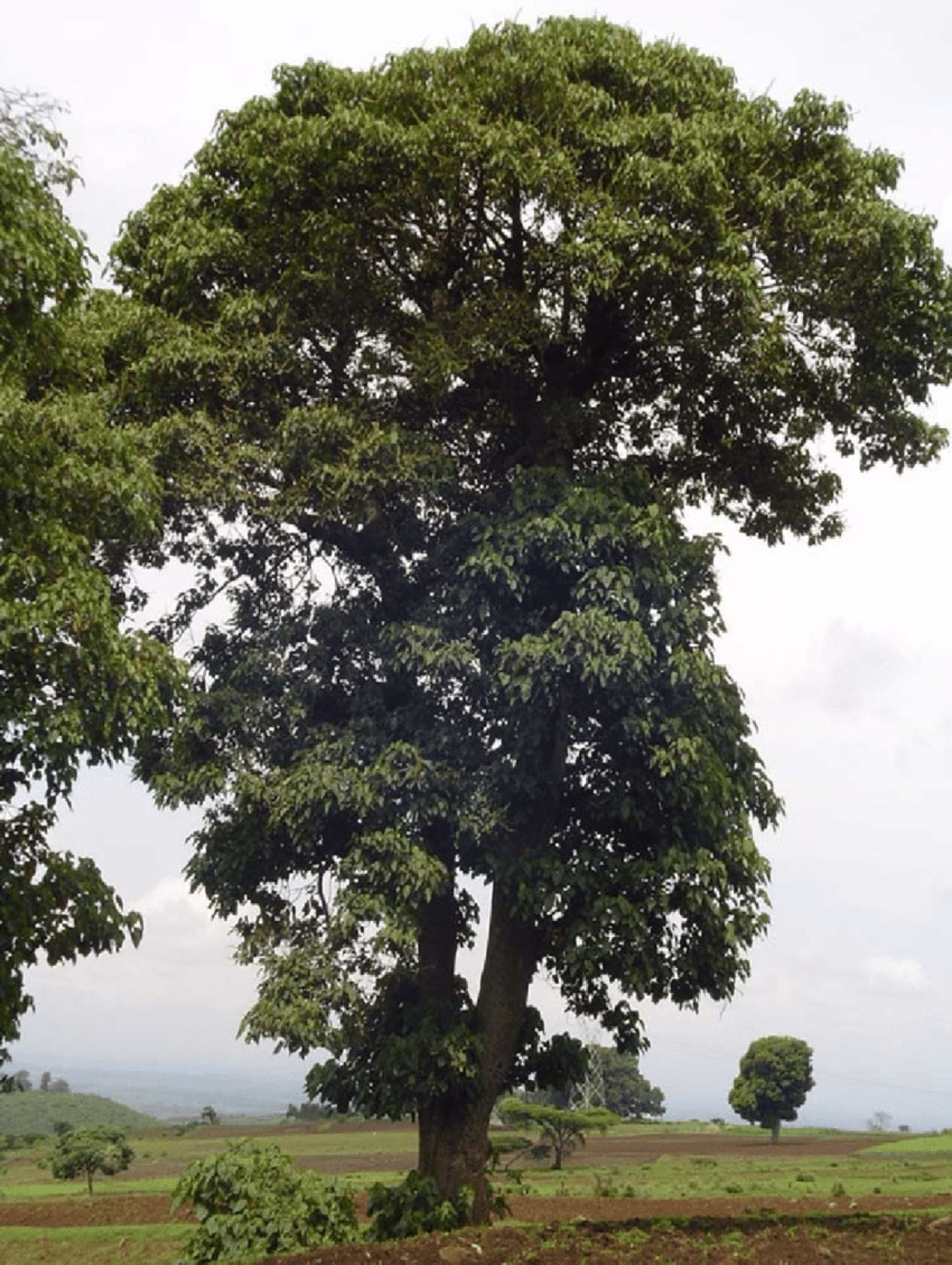 Broad-leaved Croton (Mutundu)