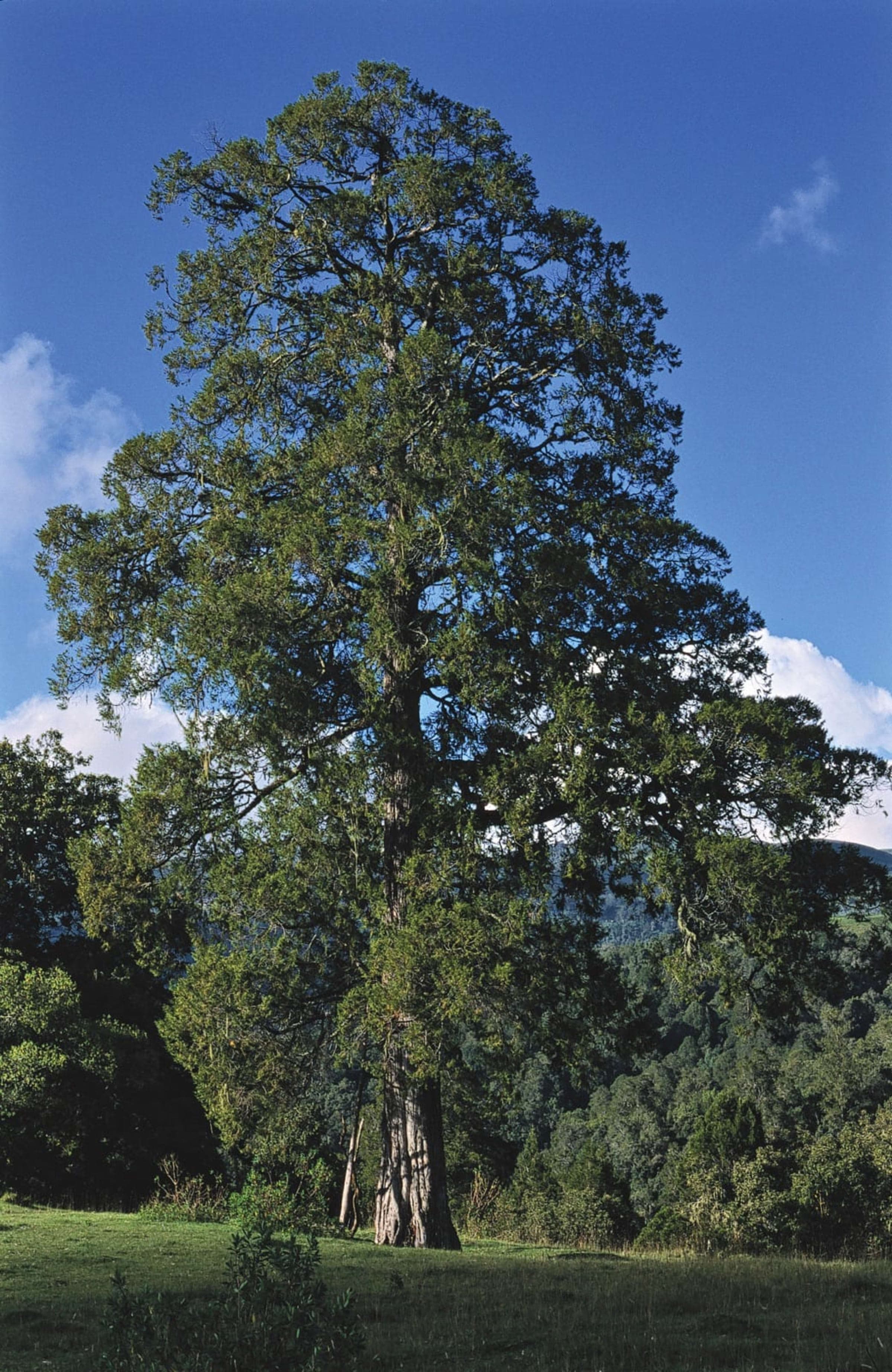 East African Pencil Cedar (Mutarakwa)