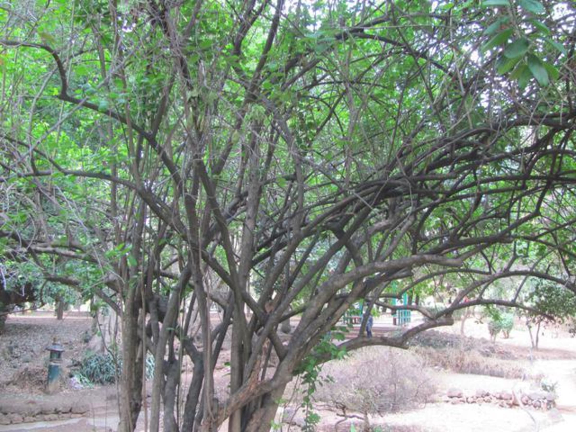 Murembu Tree (Murembu)