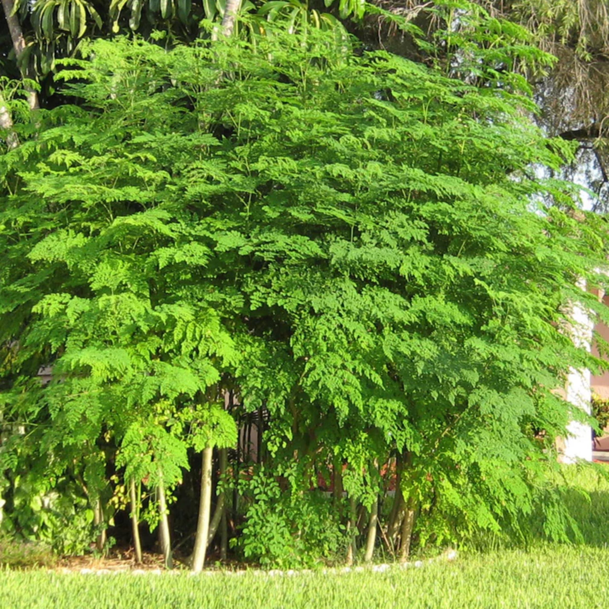 Drumstick Tree (Muringa)