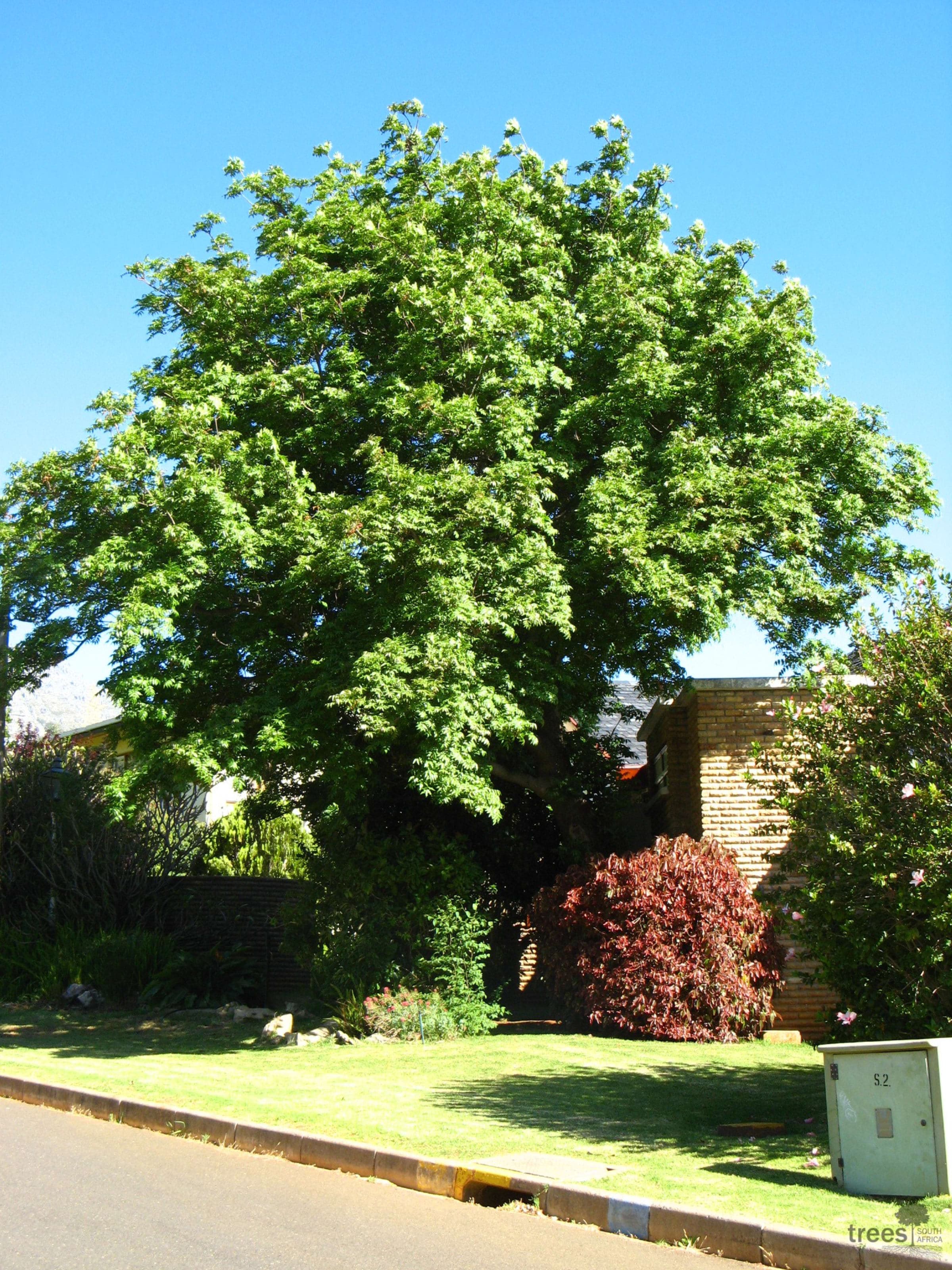 Cape Ash (Mununga) wholesale seedlings