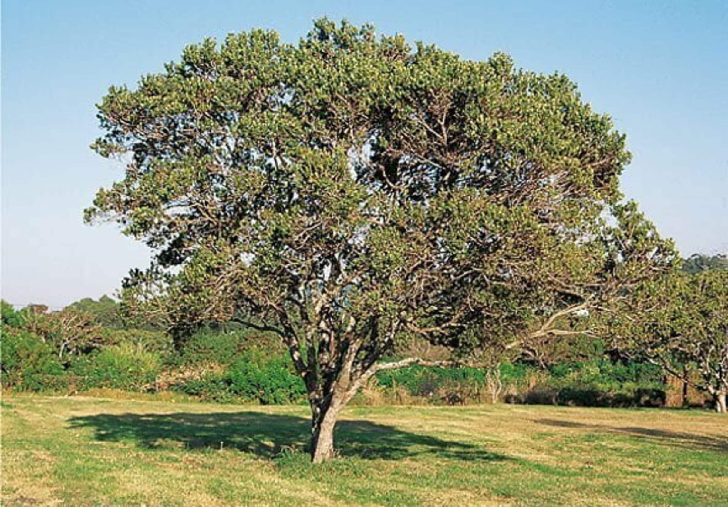 Water Pear (Mukoe) wholesale seedlings
