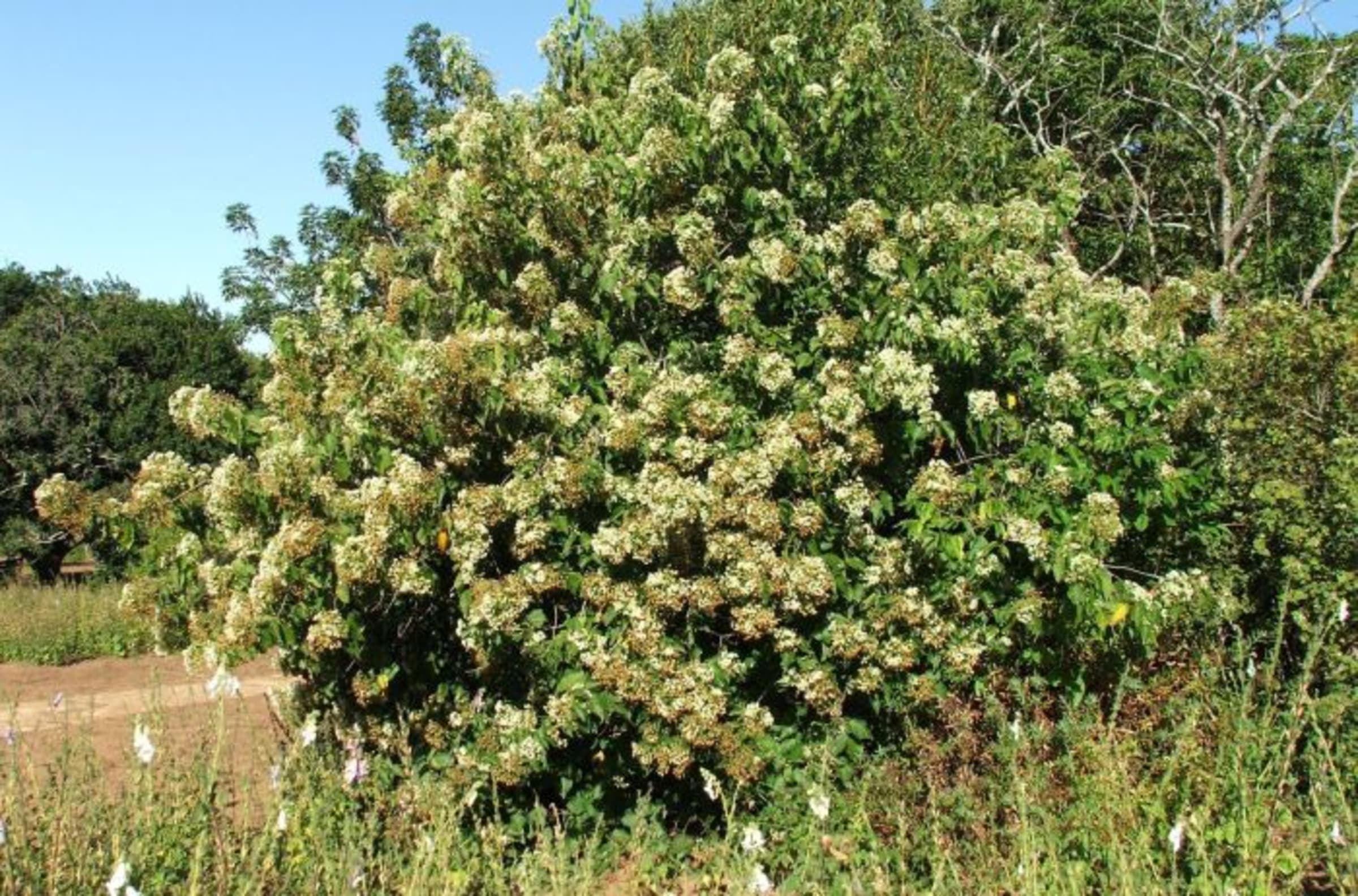 Dombeya (Mukeu)