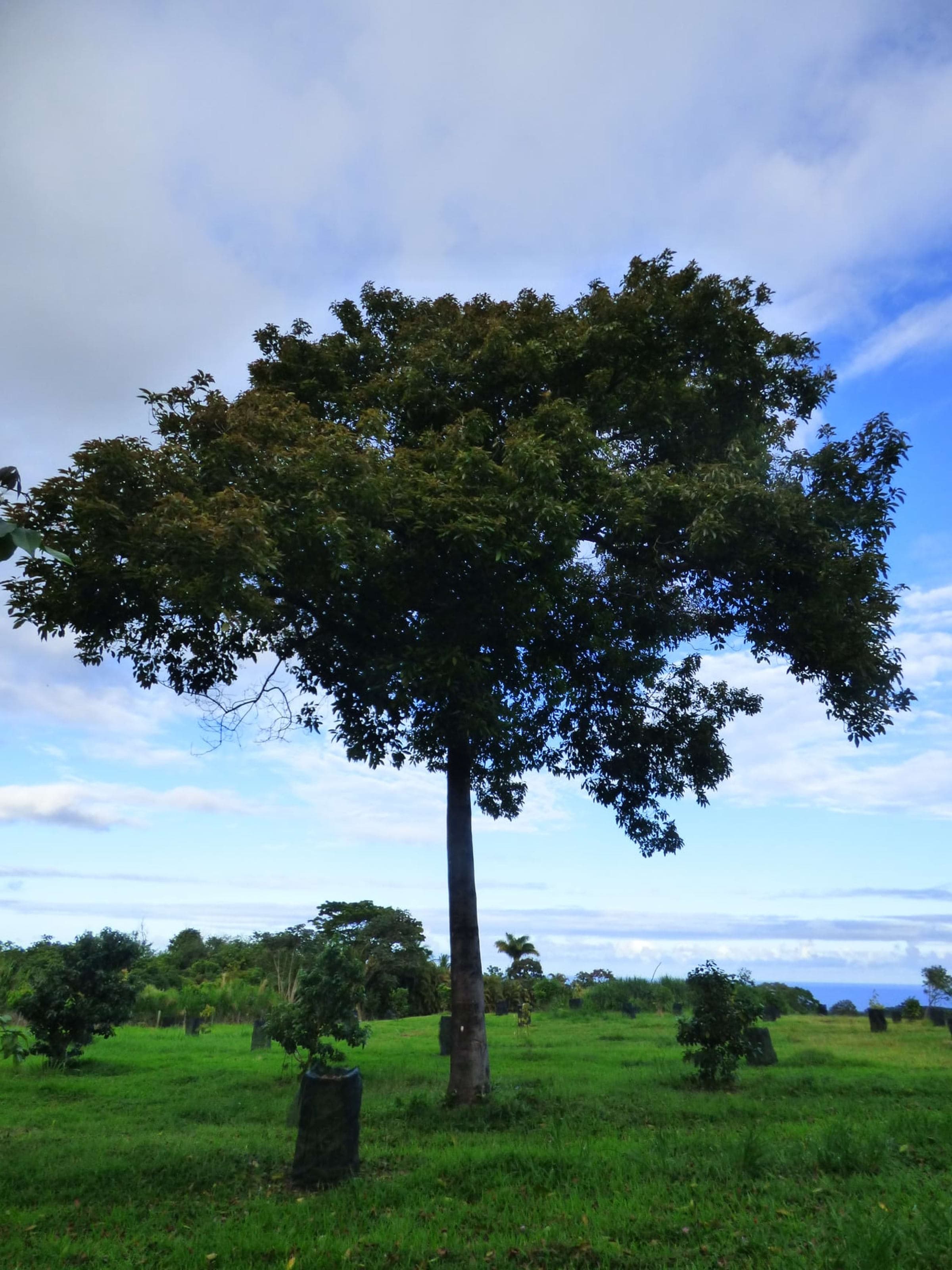 Avocado - Non Grafted